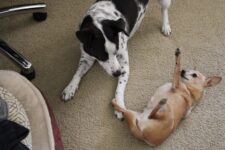 Do Dogs Forgive? How Dogs Know When We’re Sorry 🐾 Little Dog Tips