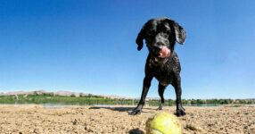 6 Retriever Breeds to Get to Know