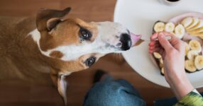 What Human Food Can Dogs Eat?