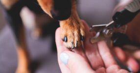 How to Trim Dog Nails Safely