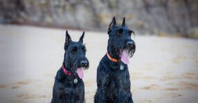 Top 10 Best Guard Dogs to Protect Your Home & Family