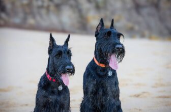 Top 10 Best Guard Dogs to Protect Your Home & Family