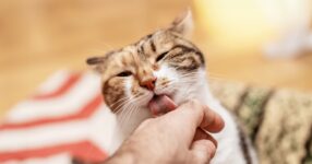 Why Does My Cat Lick Me?