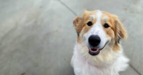 Warriors’ Best Friend: Meet Gracie!