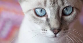 Can Cats See Color? Understanding Feline Vision