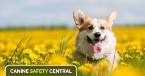 Safety Tips for Dogs in Spring