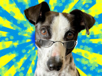 Can Dogs Have Bad Eyesight? Why I Think My Dog Needs Glasses 🐾 Little Dog Tips