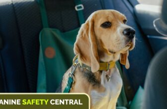 Canine Safety Central: Car Safety for Dogs