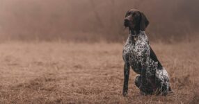 High-Energy Hunting Dogs & Family Pets
