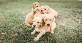 How to Pick a Puppy from a Litter