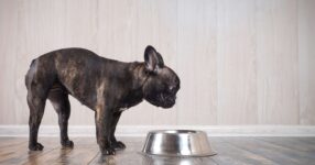 Is Your Dog a Picky Eater?