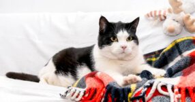 Why Do Cats Knead on You?