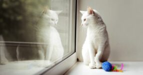 Do Indoor Cats Need to Be Vaccinated?