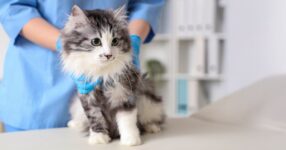 Ringworm in Cats: Symptoms & Treatment Options