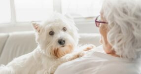 What Are the Best Dogs for Seniors?
