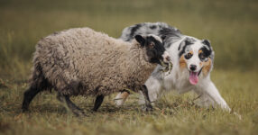 What Are the Different Types of Herding Dogs?