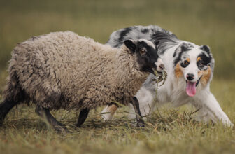 What Are the Different Types of Herding Dogs?