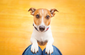 Why Does My Dog Stare at Me?