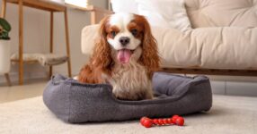 The Best Dog Breeds for First-Time Owners