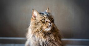 Can Cats Get Dementia? Signs, Diagnosis & Treatment