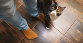Why Does My Cat Follow Me Everywhere?