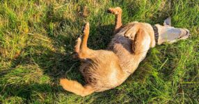 Why Do Dogs Roll in Poop (and Other Strange Things)?
