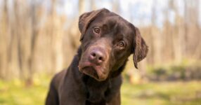 Why Do Dogs Tilt Their Heads? Learning Dog Body Language