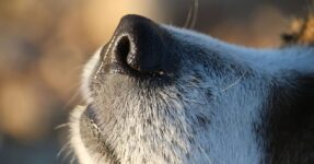 Why Is My Dog’s Nose Dry?
