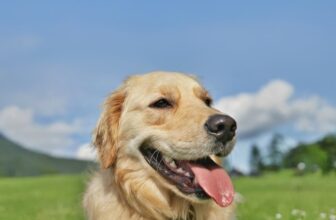 Why Is My Dog Panting So Much? What You Should Know