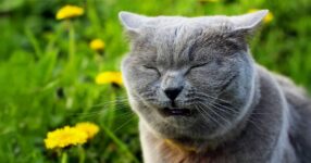 Why Is My Cat Sneezing? Causes & When to See a Vet