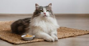 Can Cats Eat Peanut Butter? Safety Tips & Warnings