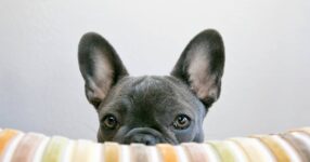 Are Dogs Colorblind? Learning How Dogs See Color