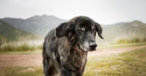 Common Behavior Issues with Older Dogs