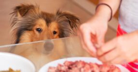 Are Dogs Carnivores or Omnivores?