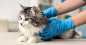Feline Herpesvirus-1: Causes, Symptoms & Treatment