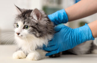 Feline Herpesvirus-1: Causes, Symptoms & Treatment