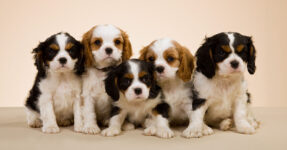 When Do Puppies Stop Growing? A Puppy Growth Guide