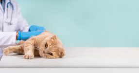 A Cat Owner’s Guide to Feline Leukemia Virus (FeLV)