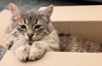 7 Easy DIY Cat Toys Your Kitty Will Love