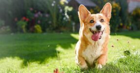 How to Craft a Dog-Friendly Garden