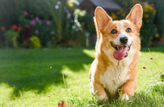 How to Craft a Dog-Friendly Garden