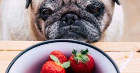 Can Dogs Eat Strawberries? Safety & Serving Tips