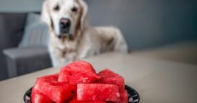 Can Dogs Eat Watermelon? Safety & Serving Tips