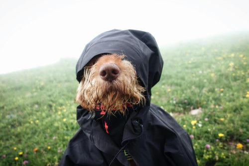 Dog Coat